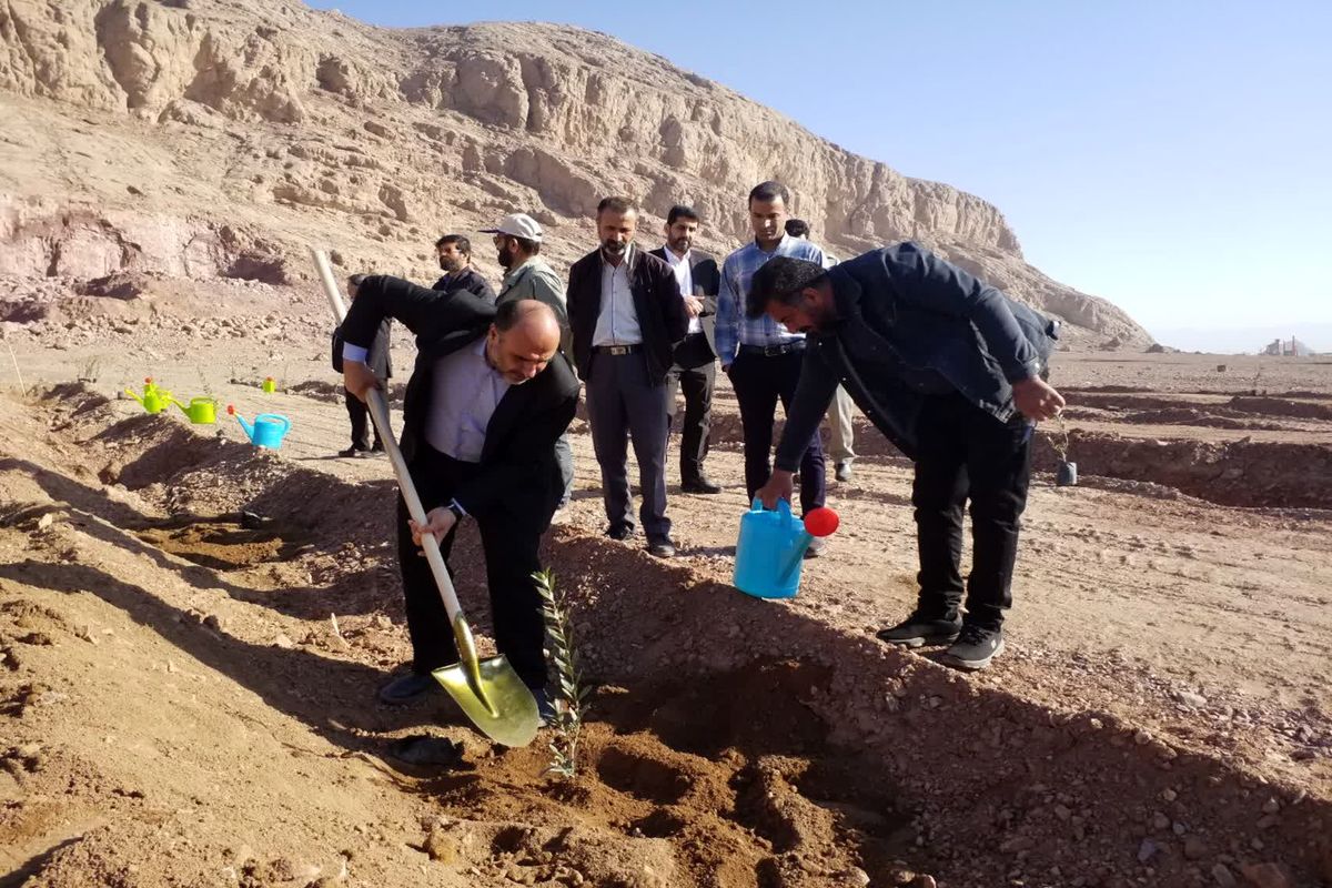کاشت ١٠٠٠ اصله نهال زیتون توسط سازمان همیاری شهرداری های یزد 