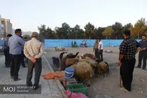 نظارت ۱۳۲ گروه ثابت و سیار بر مراکز عرضه دام