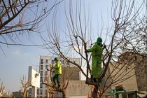 مختاری:هرس توسط کارشناسان خبره صورت می گیرد/فراهانی:هرس زود هنگام شهرداری آسیب های جدی به درختان می زند