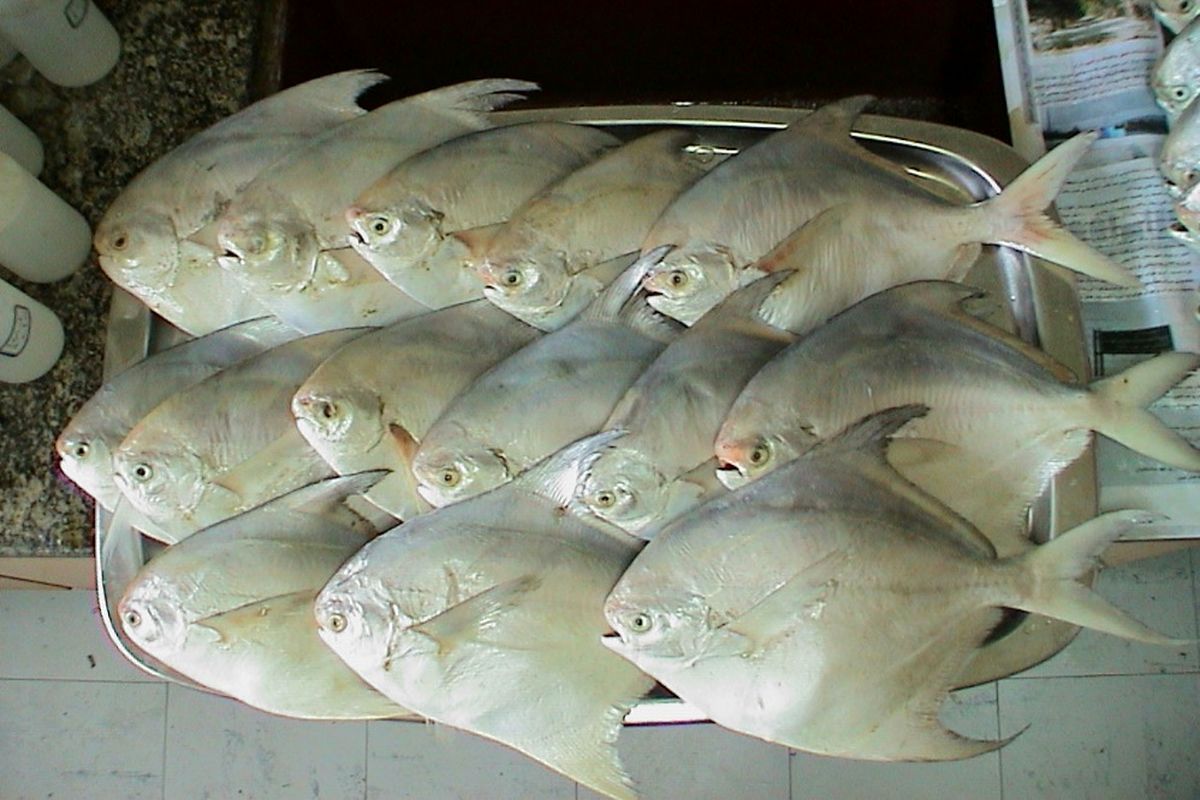 صید ماهی حلوا سفید ممنوع شد