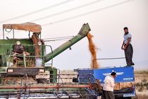 تولید یک میلیون و ۳۸۰ هزار تن گندم در استان گلستان