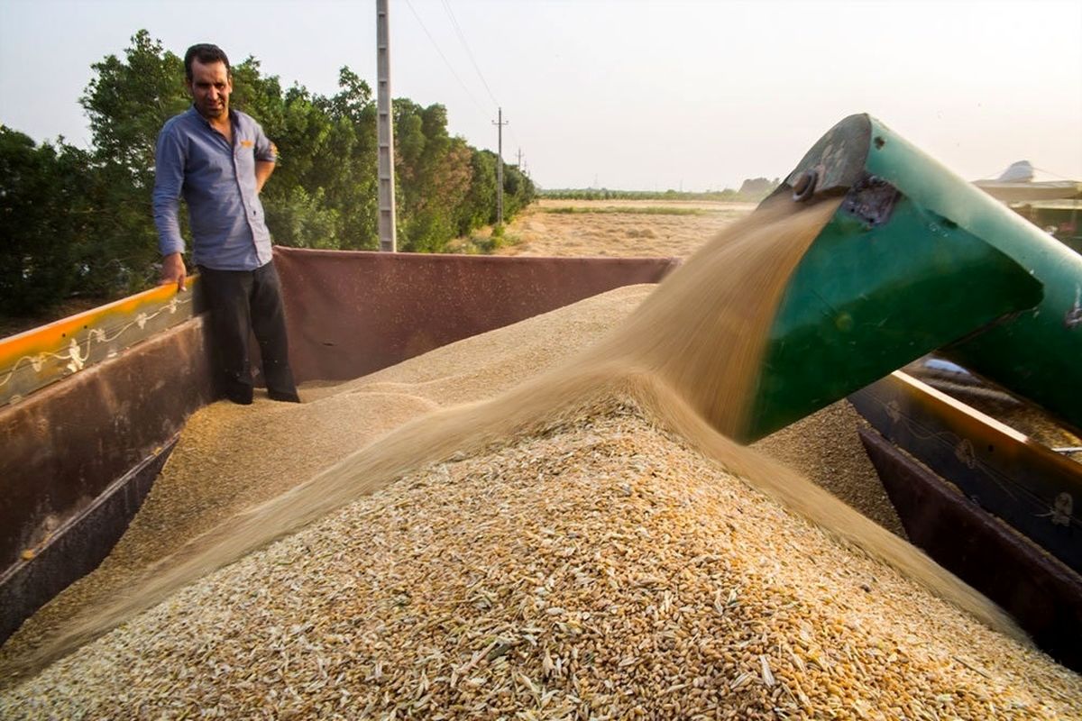 خرید ۱۰ میلیون و ۳۵۷ هزار تن گندم مازاد بر نیاز کشاورزان در سال زراعی گذشته 