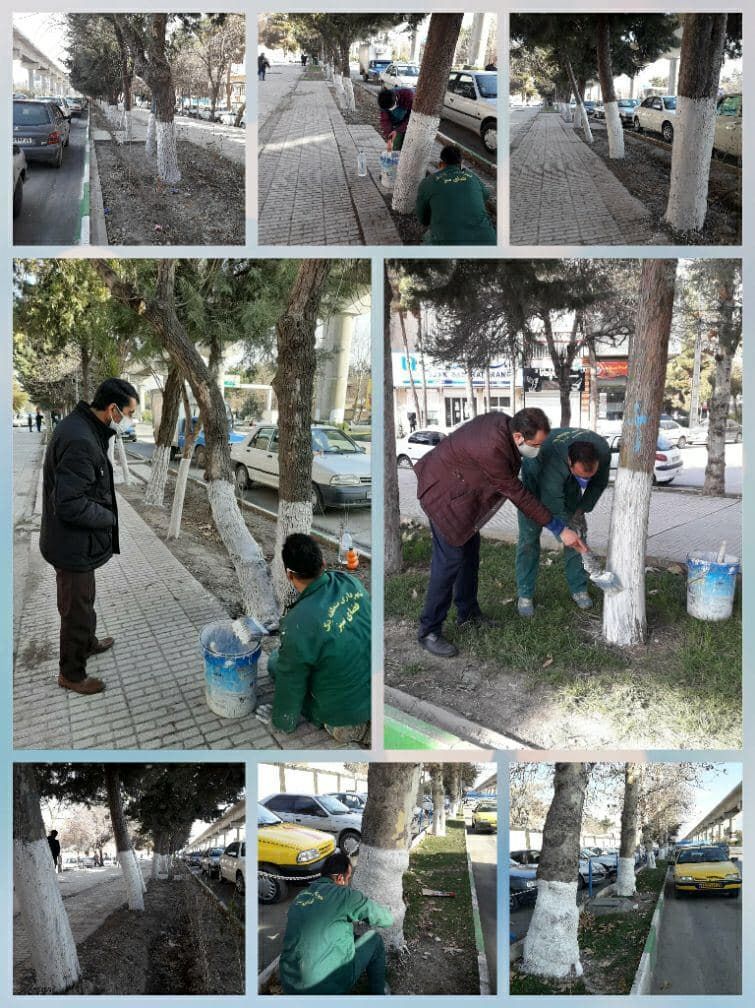 اندودکاری درختان شهر کرمانشاه به‌صورت جامع صورت می‌گیرد