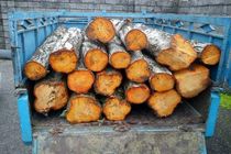 کشف 410 کیلو چوب جنگلی قاچاق از یک خودروی وانت نیسان