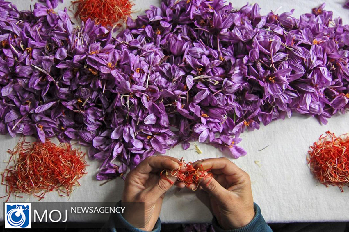  ۲۵ تن زعفران در دو ماه نخست امسال صادر شده است