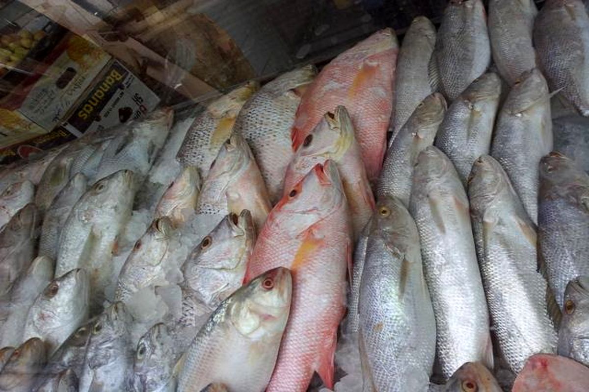 صید ماهی شوریده در آب‌های خوزستان و بوشهر ممنوع شد