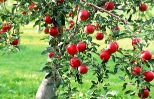 عوارض صادراتی سیب درختی لغو شد