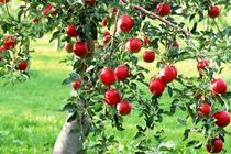 ۵۵۰ هزار تن سیب در ۱۱ ماهه سال گذشته صادر شده است