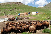 تامین ۶۰ درصد آب مورد نیاز عشایر خراسان رضوی بوسیله تانکر آبرسانی