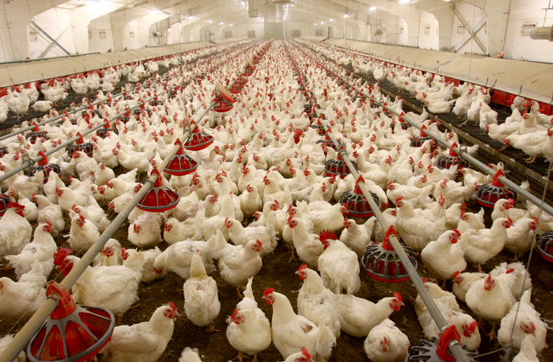 افزایش قیمت نهاده‌ها، تولیدکنندگان مرغ مازندران را نگران کرد