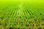 تولید برنج سالم در 200 هکتار از شالیزارهای جویبار