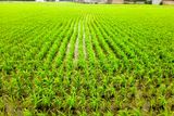 تولید برنج سالم در 200 هکتار از شالیزارهای جویبار