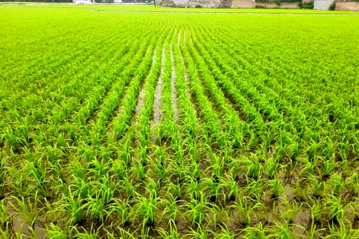 مبارزه بیولوژیک با ساقه خوار برنج در 1000 هکتار شالیزار جویبار