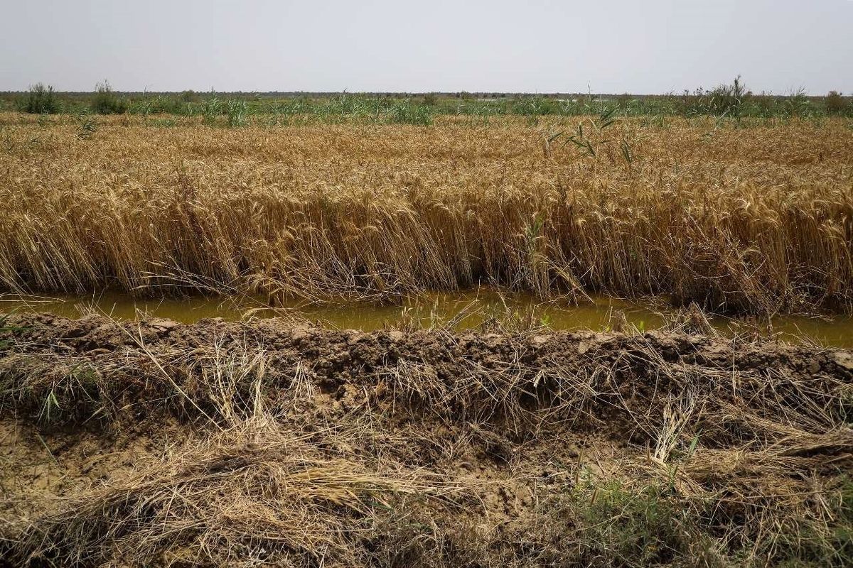 خسارت بارندگی