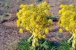 بیشترین کشت آنغوزه کشور در کوهسرخ 