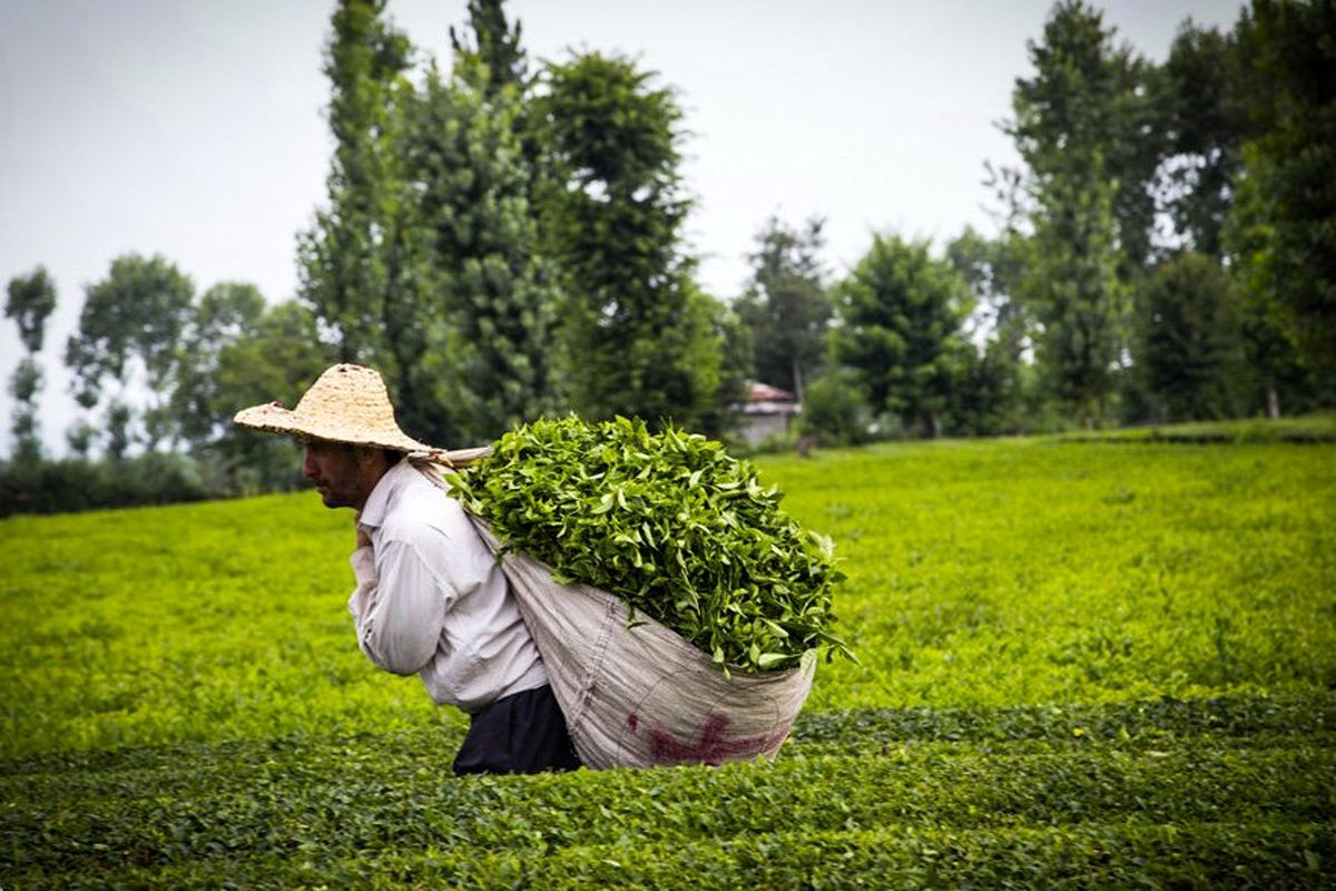 کاهش تولید چای در مازندران و گیلان 