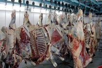 توزیع روزانه 30 تن گوشت گرم گوسفندی در تهران