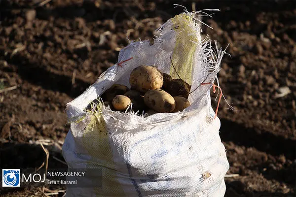 برای واردات محصولات کشاورزی از دقیق‌ترین استانداردها استفاده می‌شود