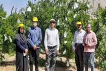ایجاد ۳ ایستگاه الگویی پیش آگاهی آفات محصولات کشاورزی در شهرستان‌های ایلام، سیروان و مهران