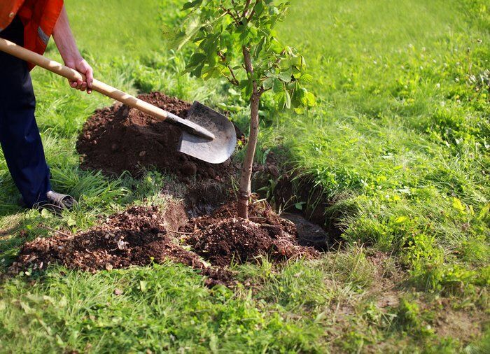 کاشت ۲۰۰۰ اصله درخت مثمر در آرامستان بندرعباس