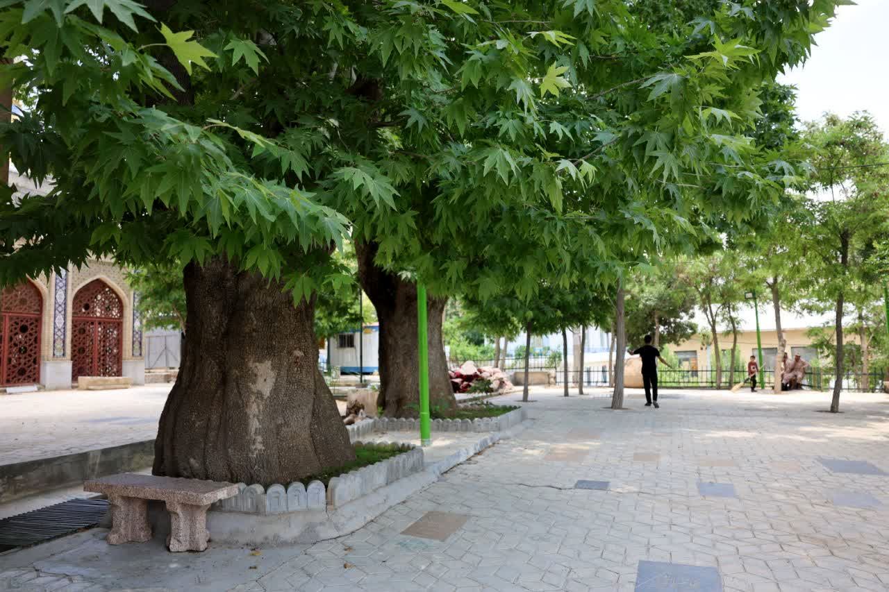 ۶ درخت کهنسال و یک غار در فارس ثبت ملی شد