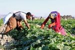 حمایت بانک کشاورزی از کشاورزان سیستان و بلوچستان