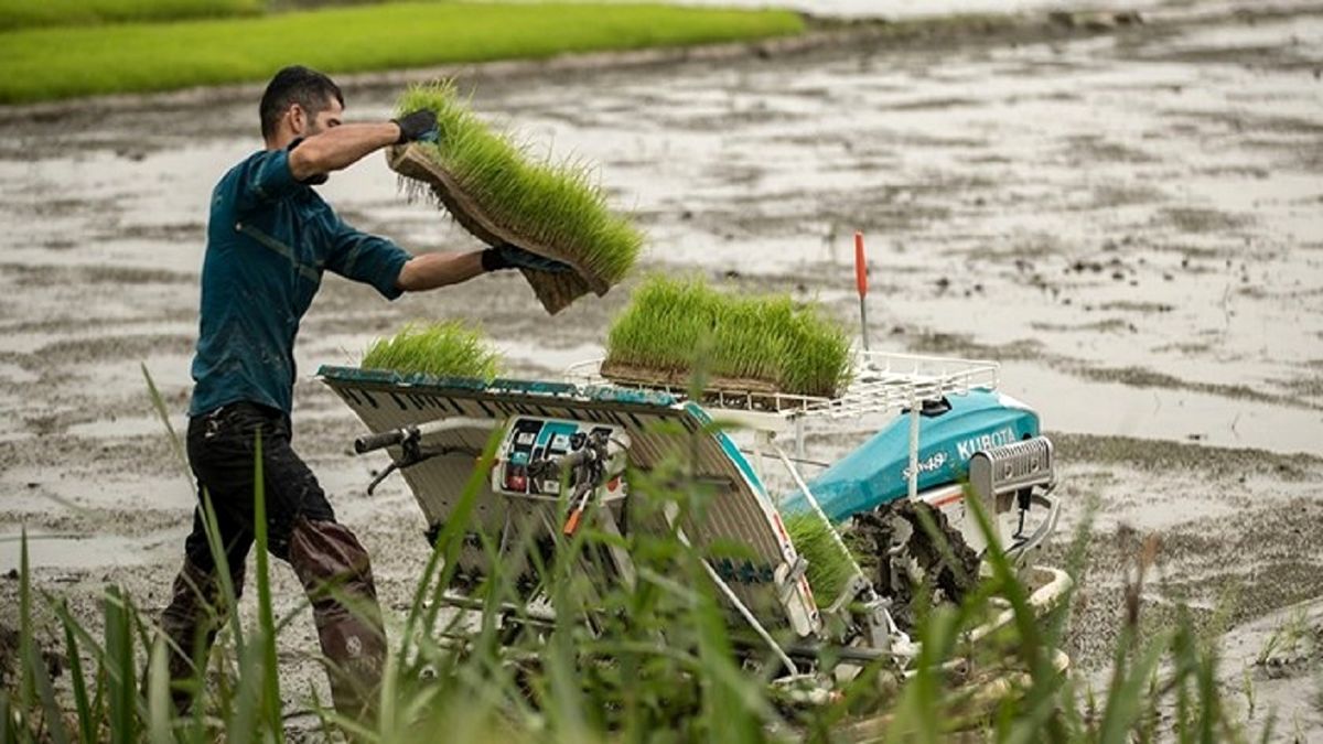 تولید برنج بدون استفاده از آفت کش‌های شیمیایی در ۷ شهرستان/حفظ ایمنی غذا با تاکید بر حفظ اکوسیستم