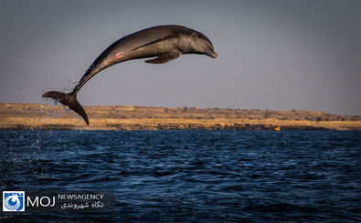 دلفین در خلیج فارس
