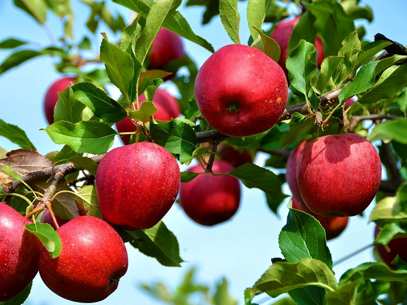برداشت ۹۰ هزار تن سیب درختی از باغات سمیرم