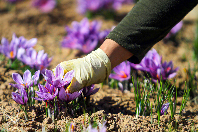پیش‌بینی برداشت 2100 کیلو زعفران از مزارع شهرستان نطنز