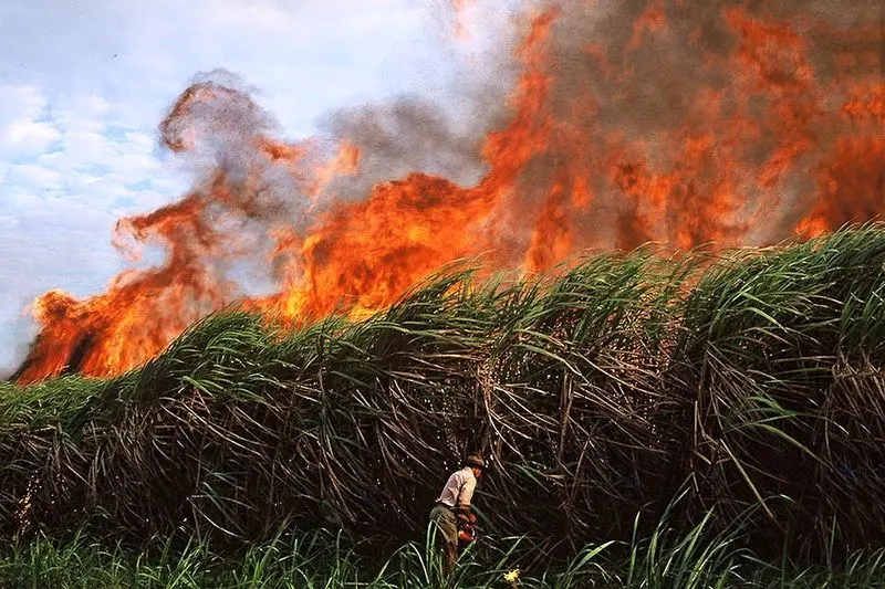از آتش زدن مزارع نیشکر در خوزستان تا بهبود نسبی هوا خودداری شود