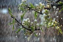 بارش باران بهاری در کردستان