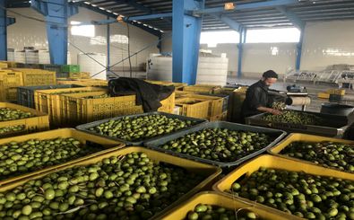 آخرین جزئیات قیمت سبزیجات و زیتون در میادین میوه و تره بار تهران