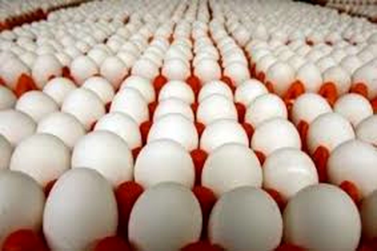 تولید روزانه بیش از ۳۵۰ تن تخم مرغ در اصفهان 