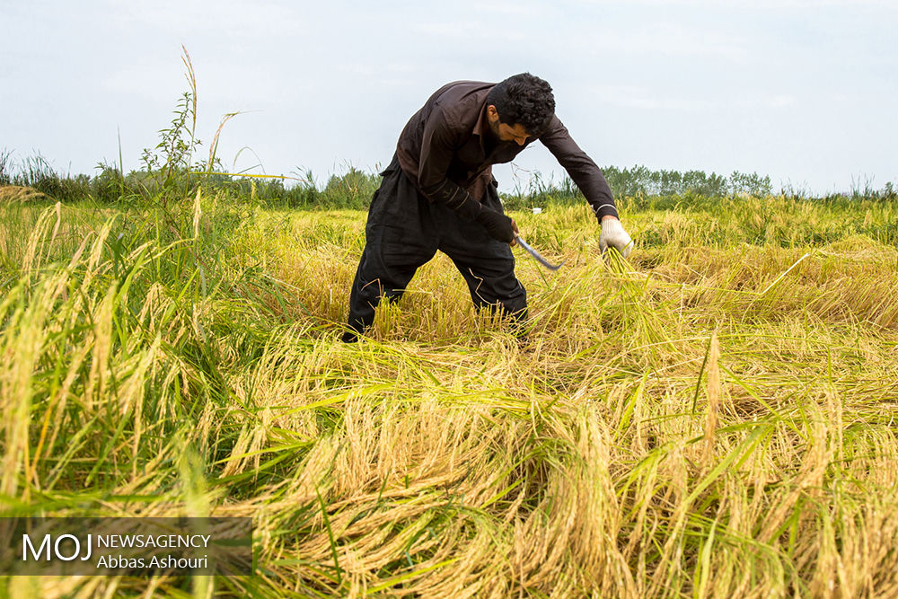  بهره‌برداری از آب‌های زیرزمینی تنها برای انجام کشت اول برنج در مازندران است