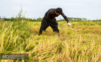  مهمترین دغدغه فصل زراعی برنجکاری در پیش رو کمبود آب است