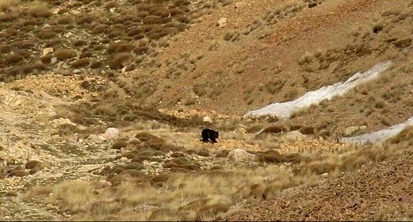 حضور خرس‌های قهوه‌ای در ارتفاعات شمال تهران
