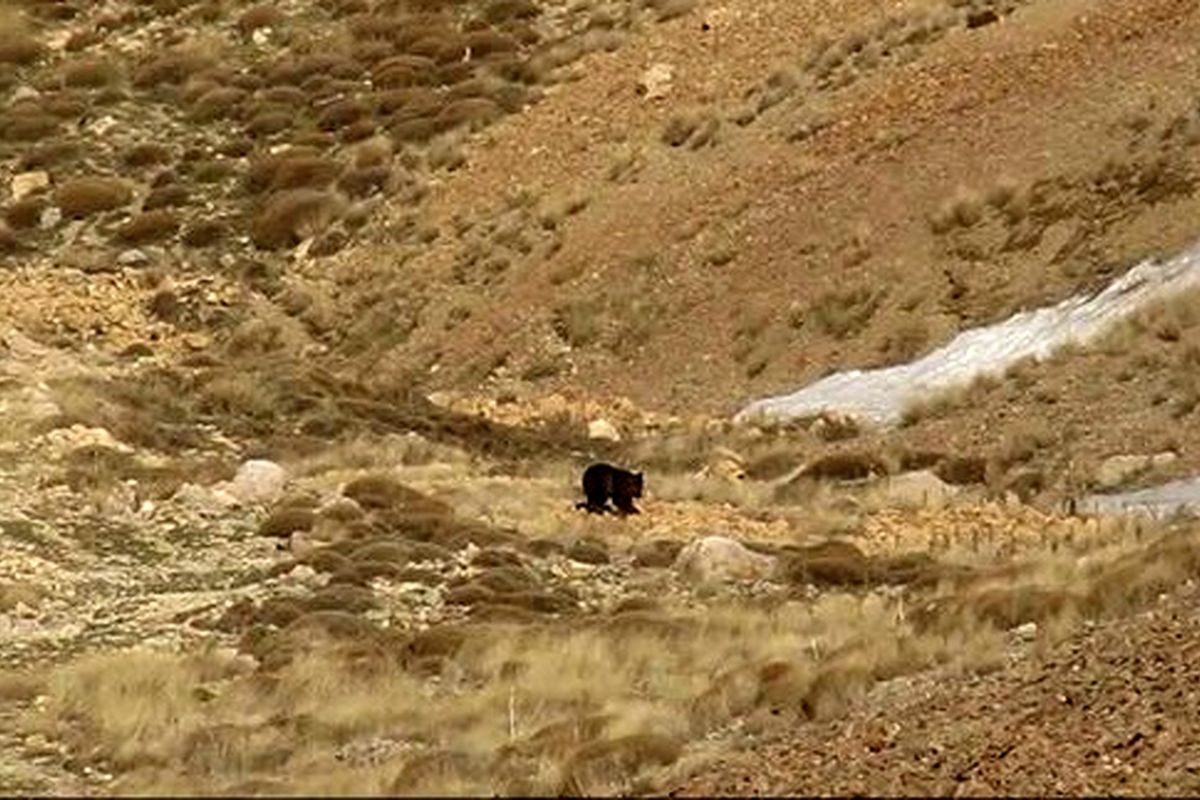 حضور خرس‌های قهوه‌ای در ارتفاعات شمال تهران
