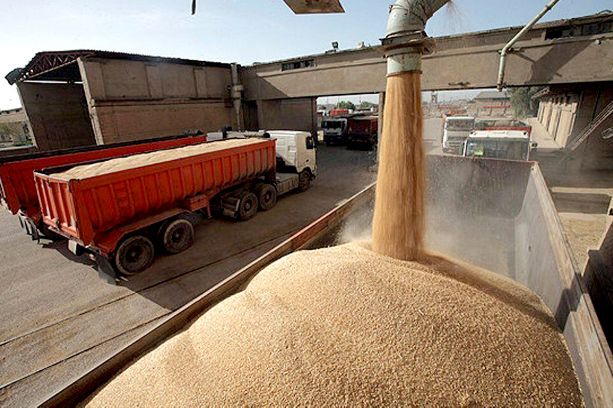 خرید ۱۲۸۳ تن گندم مازاد بر نیاز کشاورزان صالح آباد