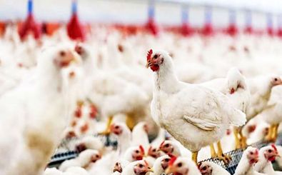 آخرین تحولات بازار مرغ/  نرخ ۱۳ هزار تومانی مرغ زنده جوابگوی هزینه‌های مرغداران نیست