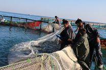 رهاسازی بیش از 280میلیون قطعه بچه ماهی برای بازسازی ذخایر آبزیان دریای مازندران