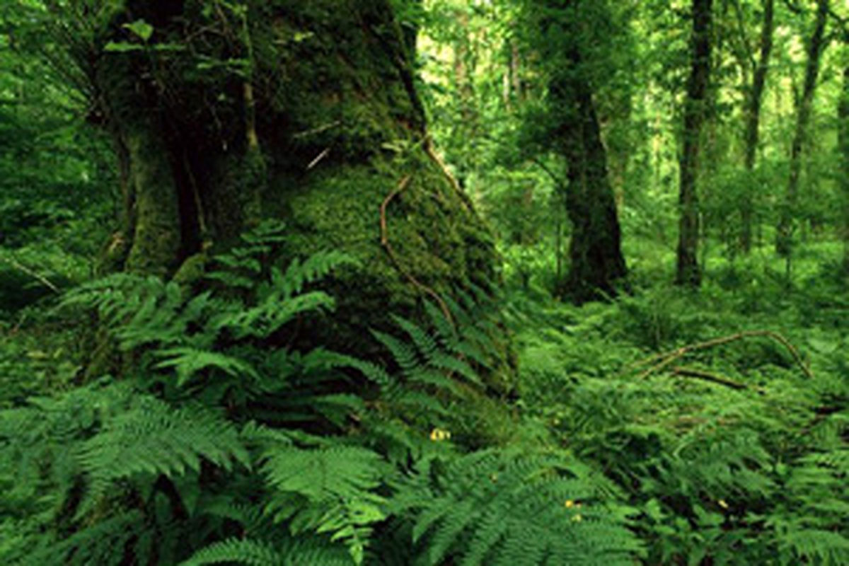 جنگل هیرکانی مازندران بزودی در سازمان یونسکو ثبت جهانی می شود