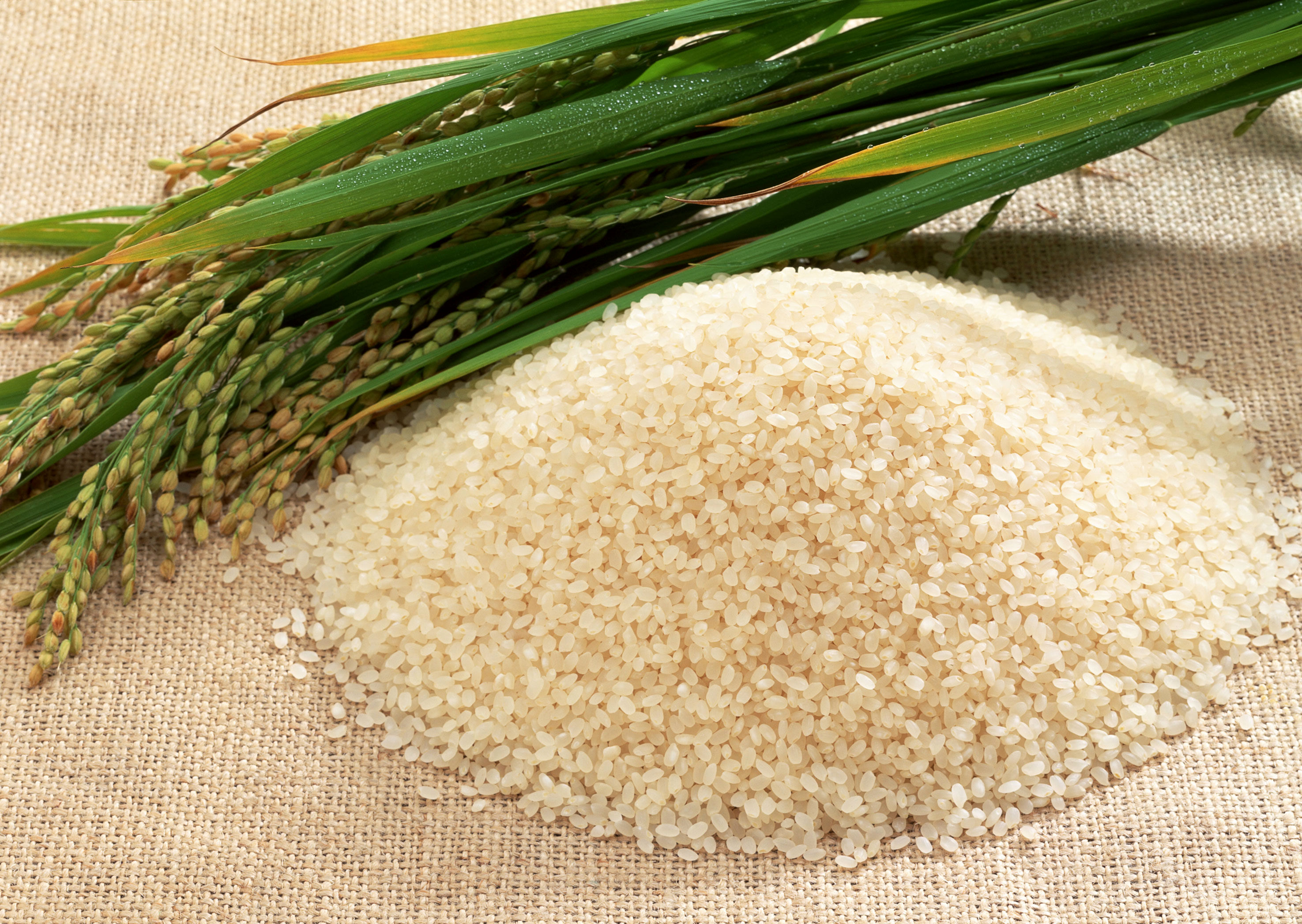 برنج های خارجی ثبت سفارش‌ شده هم اجازه واردات ندارند