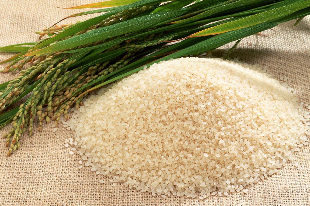 برنج های خارجی ثبت سفارش‌ شده هم اجازه واردات ندارند