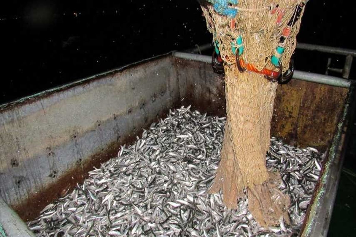 افزایش ۳۰ درصدی صید ماهی کیلکا در مازندران