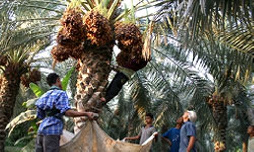 پیگیر بیمه کردن درختان خرما هستیم / کشاورزان محصولات خود را به دلال ها نفروشند