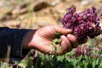 بهره‌برداری از گیاهان مرتعی ایلام تنها با مجوز قانونی مجاز است