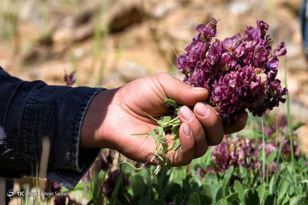 بهره‌برداری از گیاهان مرتعی ایلام تنها با مجوز قانونی مجاز است