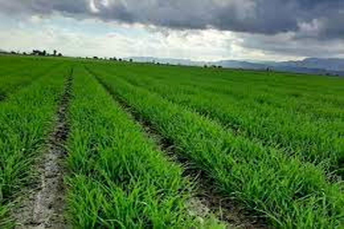 پیش بینی تولید ۳۵ هزار تن گندم از مزارع شرق اصفهان
