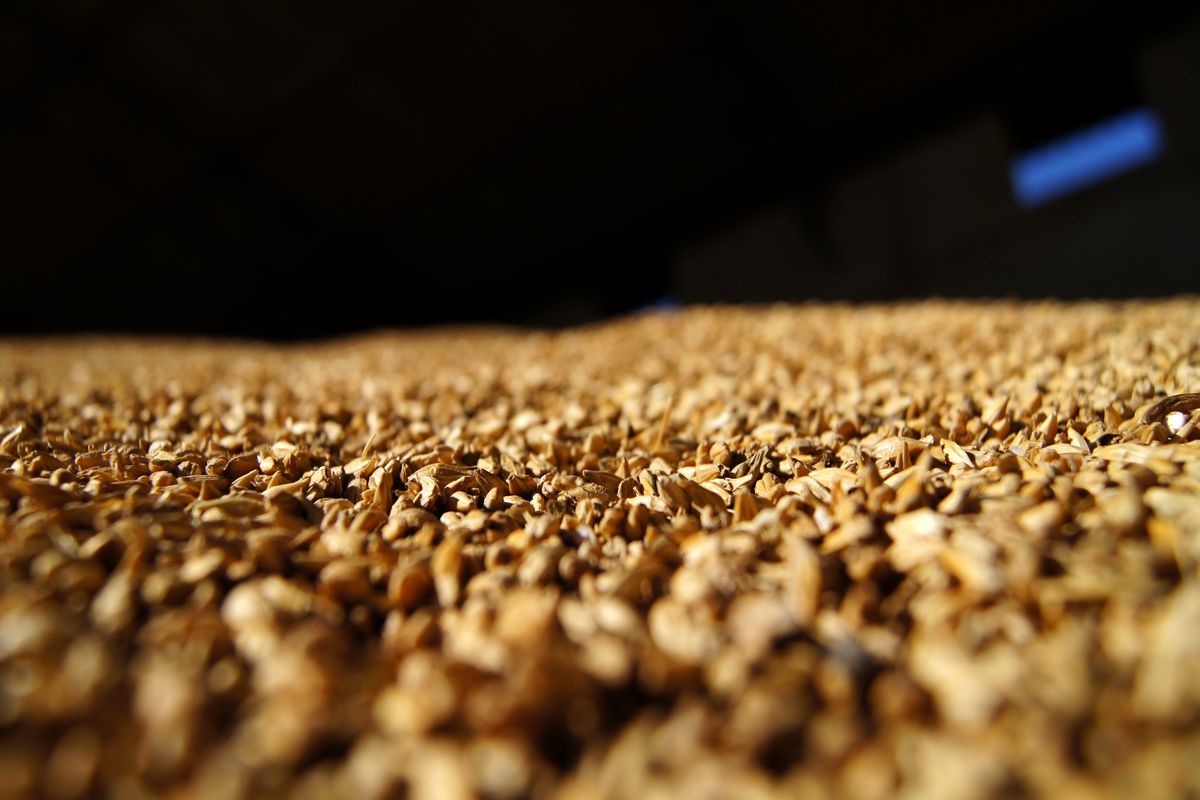 افزایش واردات دانه های روغنی در 7 ماهه نخست سال/ سهم 45 درصدی ذرت از واردات کالاهای اساسی